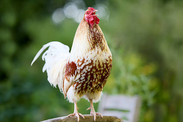 A proud rooster with patterned red and white feathers crows from a wooden perch. Shot outdoors against a soft, natural green background.