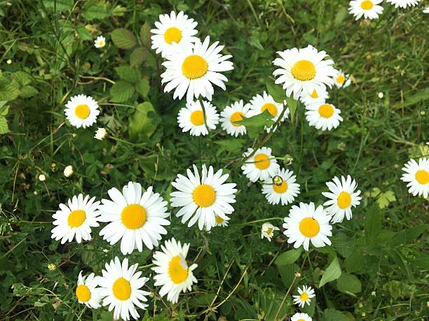 Field of daisies or common chamomile.