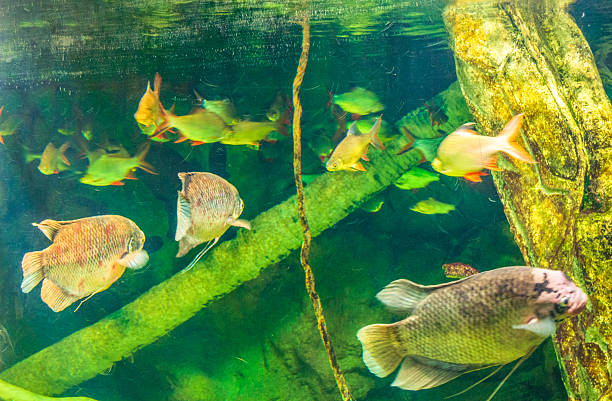 istock Tropical fish and iridescent shark in deep waters underwater image 2218891804