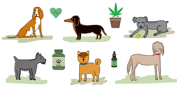 Vector illustration of six dog breeds with dog vitamins Healthy dogs set including Cane Corso puppy, Dachshund, Saluki, Beagle, Shiba Inu, Scottish Terrier with CBD oil, cannabis pot, vitamins, and heart cardiogram vector design. dog marijuana stock illustrations