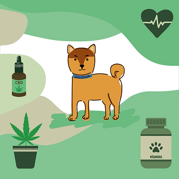 Shiba Inu dog vector with dog vitamins, cannabidiol (CBD) drops, cannabis plant Natural wellness illustration of Shiba Inu with CBD oil, cannabis pot, dog supplements, and heart cardiogram symbolizing eco-friendly pet care. dog marijuana stock illustrations