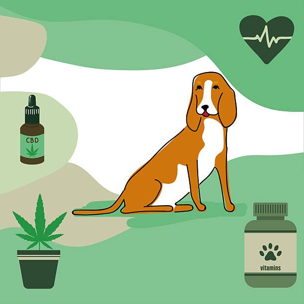 Beagle dog vector with dog vitamins, cannabis plant, cannabidiol (CBD) drops Eco-friendly Beagle dog illustration featuring CBD oil, cannabis pot, dog supplements, and heart cardiogram for wellness and holistic pet care design. dog marijuana stock illustrations