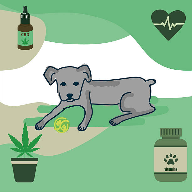 Cane Corso puppy vector with dog vitamins, cannabidiol (CBD) drops, cannabis plant Healthy Cane Corso puppy illustration featuring CBD oil, cannabis pot, dog supplements, and heart cardiogram symbolizing natural veterinary care. dog marijuana stock illustrations