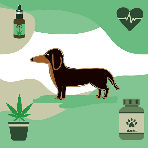 Dachshund dog vector with cannabis plant, cannabidiol (CBD) drops, dog vitamins Natural pet care illustration of Dachshund with CBD oil, cannabis pot, vitamins, and heart cardiogram in eco-friendly style for health-conscious dog owners. dog marijuana stock illustrations