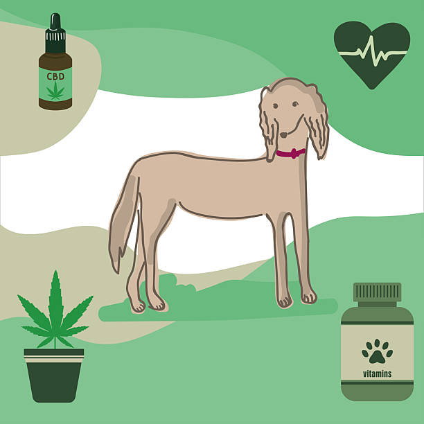 Saluki dog vector illustration with dog vitamins, cannabidiol (CBD) drops, cannabis plant, Eco-friendly Saluki dog design featuring CBD oil, cannabis pot, dog supplements, and heart cardiogram symbolizing natural holistic care. dog marijuana stock illustrations