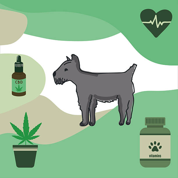 Scottish Terrier dog vector with cannabidiol (CBD) drops, cannabis plant, dog vitamins, Eco-themed Scottish Terrier illustration featuring CBD oil, cannabis pot, dog supplements, and heart cardiogram for holistic veterinary wellness design. dog marijuana stock illustrations