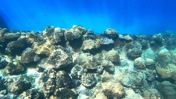 istock Palau Coral Reef Marine Ecosystem 2218895902