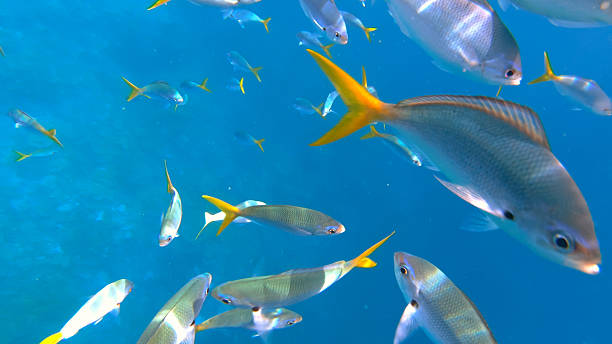 istock Snorkeling with Fish in Palau 2218895942