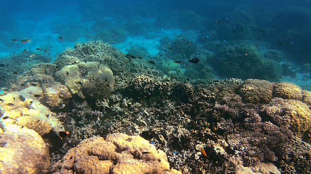 istock Palau Vibrant Coral Sea Scene 2218896076