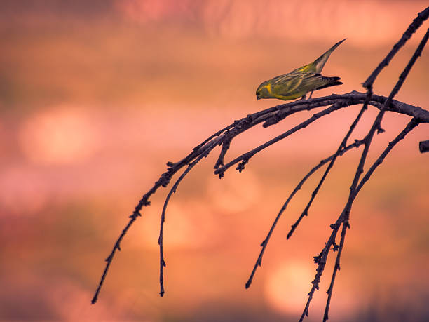 A greenfinch (Carduelis citrinella) perched on the branches of a tree with a blurred salmon-colored background