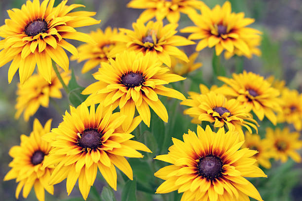 istock Yellow Rudbeckia Petals in Sunlight 2218896485