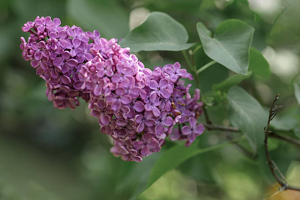 istock Blooming branches ofpurple lilac in the park. 2218896833