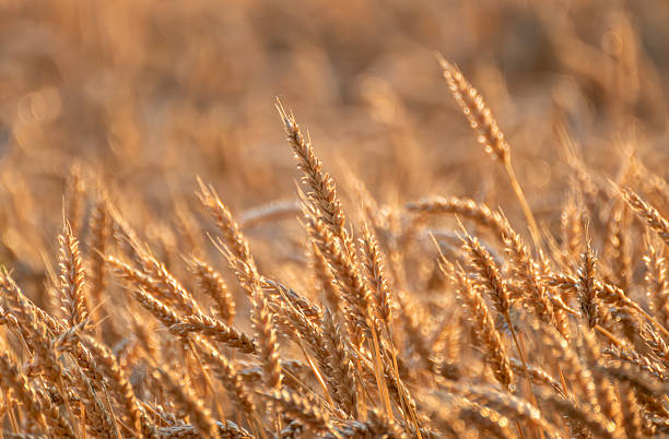 istock Close-up ripe wheat ears in golden sunlight 2218898554
