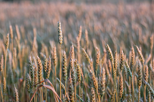 Wheat spikes close-up at sunrise, morning agriculture field scene with blurry background