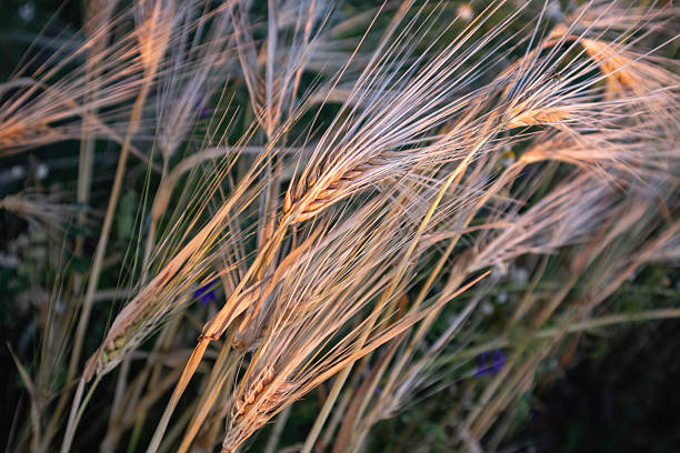 Close-up of barley with awns on grain spikes, field in warm morning light