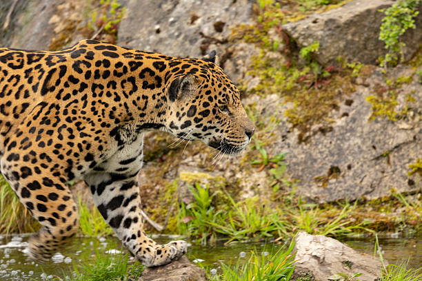 istock portrait of Jaguar 2218900337
