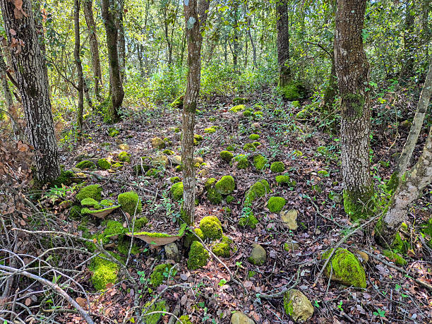 Stones on the forest floor covered in green moss in the countryside near the town of Besalu, Spain.