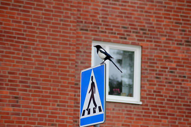 A magpie bird sitting on a sign