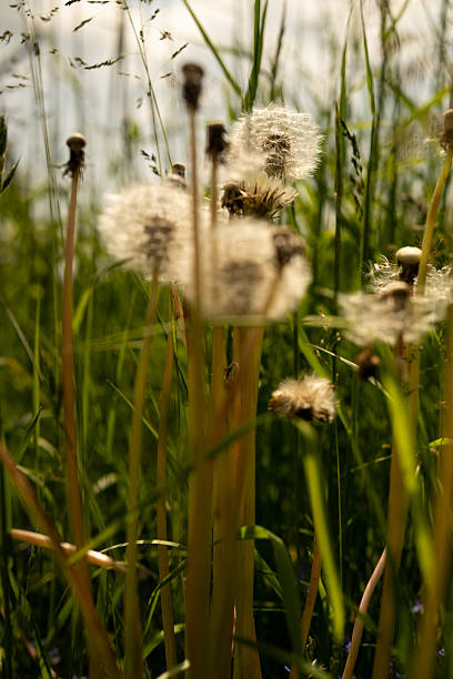 istock Dandelions in the sunshine 2218901826