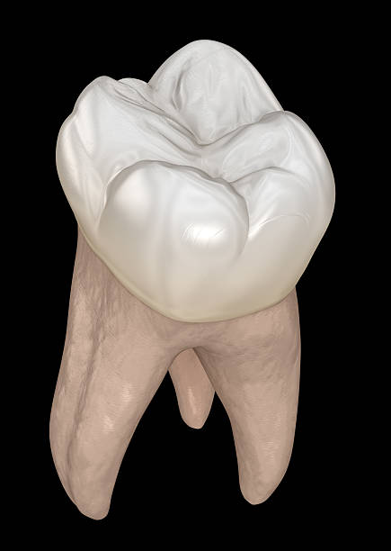 Dental anatomy - First maxillary molar tooth. Dental 3D illustration