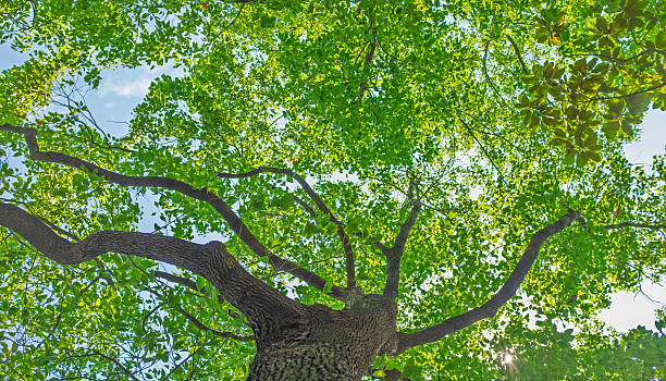 istock Looking up at the towering green trees under the blue sky 2218903668