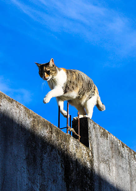 istock Low angle view of cat on retaining wall against sky 2218904641
