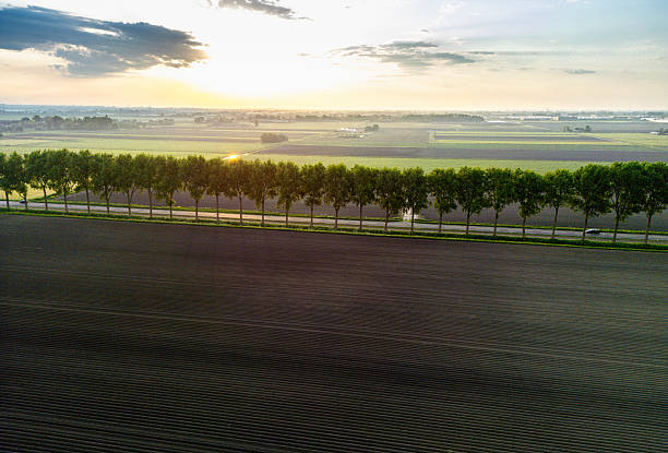 Early morning  shot of a country road with identical trees. At dawn.  Drone shot.