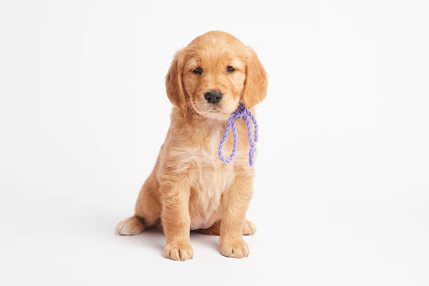 A Cute Golden Retriever Puppy Dog at Home in the Grassy Backyard on a Spring Evening in South Florida