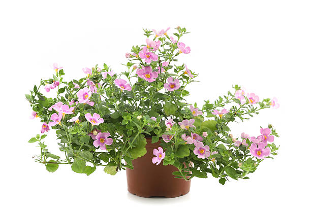 istock Flower Bacopa in pot isolated on white background. 2218909390