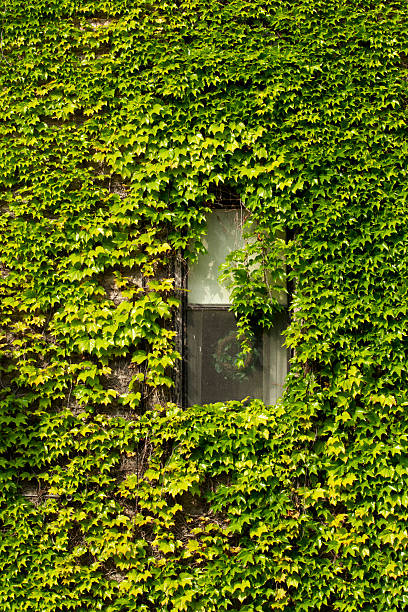 istock Old window framed by a wall of green ivy. 2218909686