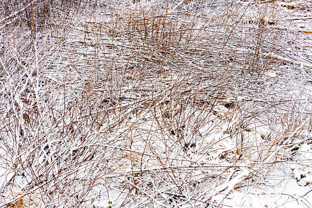 Brushwood in winter