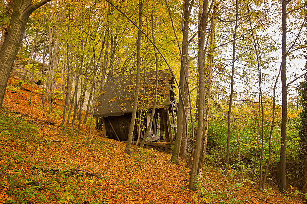 Picturesque autumn landscape. Forest with yellowed trees and fallen leaves. Abandoned wooden hut in the autumn forest