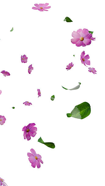 istock Pink flowers and leaves falling overlay on white 2218911052