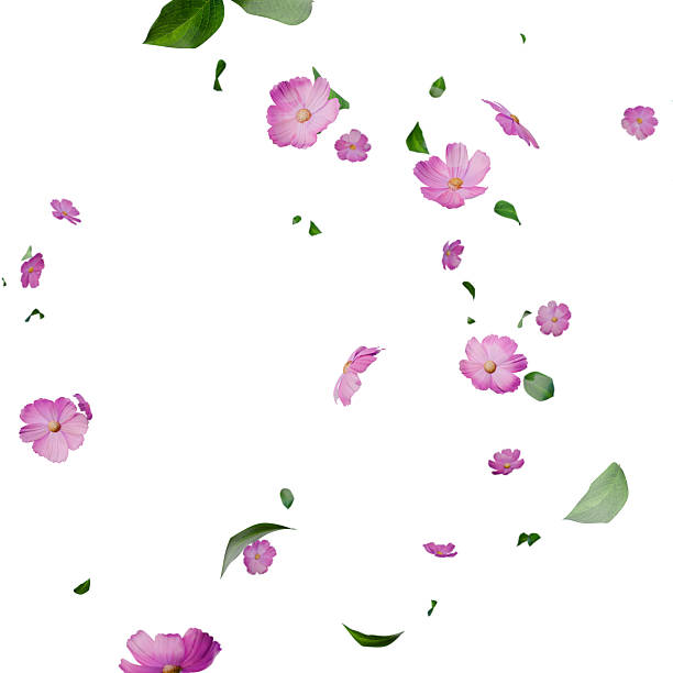 istock Pink flowers and leaves falling overlay on white 2218911053