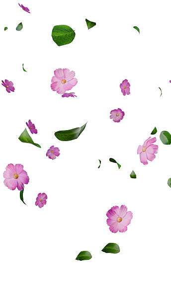 istock Pink flowers and leaves falling overlay on white 2218911055