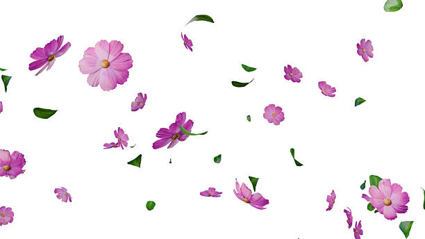istock Pink flowers and leaves falling overlay on white 2218911056