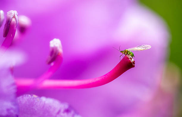 Tiny bug collecting honey from Lampranthus flower under counterlight circumstance.