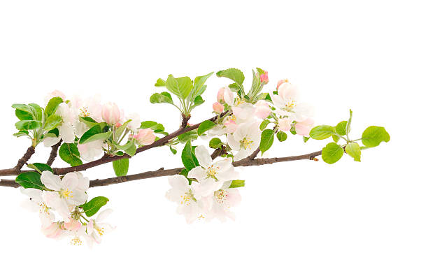 istock Flowering branch of apples. 2218913318