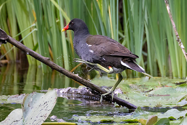 istock a moorhen stands on a branch in a pond 2218915383