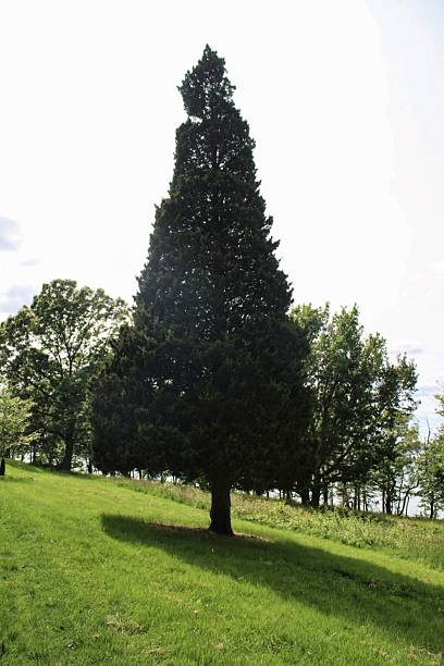 istock Christmas Tree in the Summer 2218915623