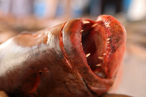 Macro shot of a predatory fish head with mouth wide open, showing pointed teeth — freshly caught and on display for sale