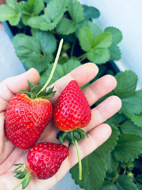 istock Strawberries grown in pots in balcony. 2218915818