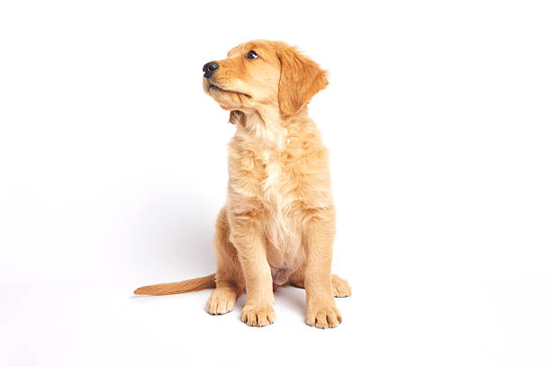 istock Golden Retriever Puppy sitting with head tilted on a white background 2218915973