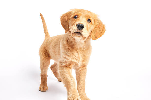 istock Golden Retriever Puppy standing profile view 2218915976