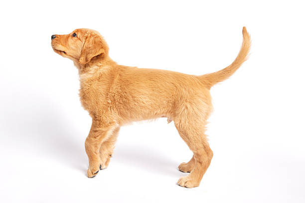 istock Golden Retriever Puppy sitting and looking left 2218915982