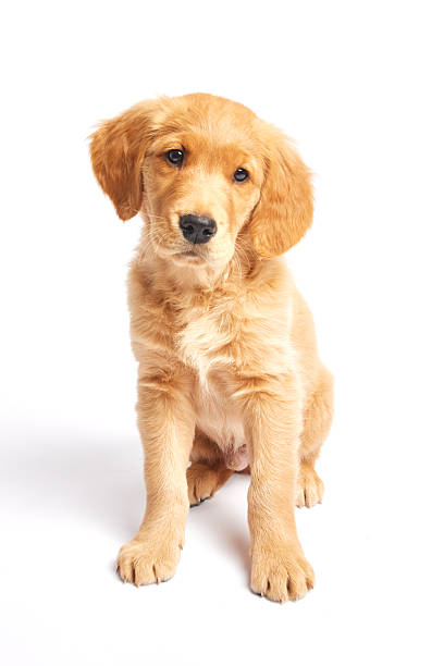istock Golden Retriever Puppy standing and looking forward 2218915996