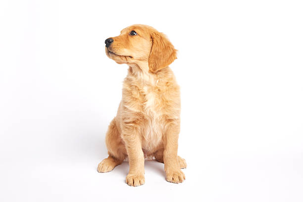 istock Golden Retriever Puppy sitting with front paws forward 2218915998