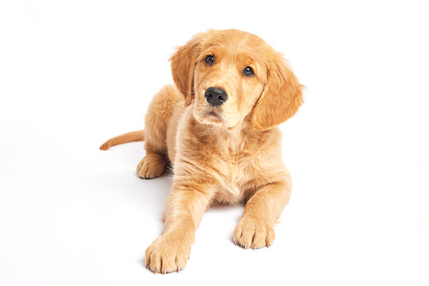 istock Working Golden Retriever Puppy sitting and looking up on a white background 2218916009
