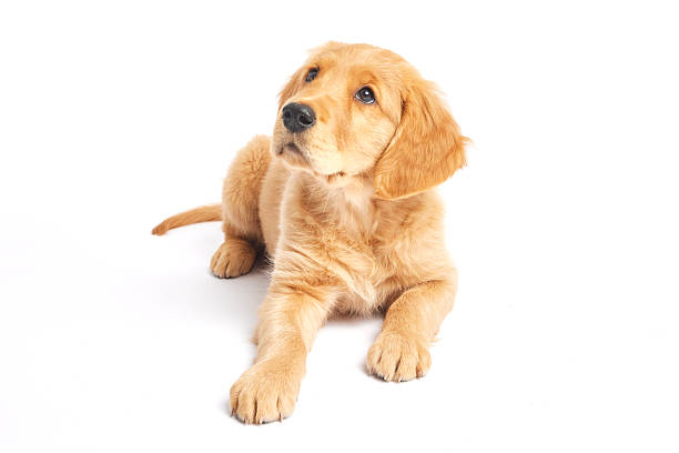 istock Golden Retriever Puppy on a white background 2218916012
