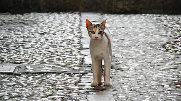 istock Stray cat in Dubrovnik old town. 2218916348